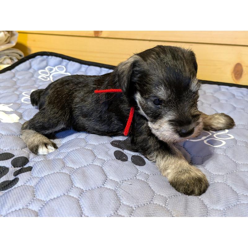 販売中の茨城県のミニチュアシュナウザー-432697の6枚目