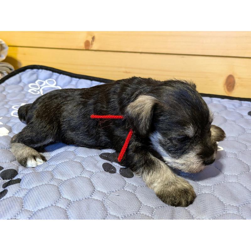 販売中の茨城県のミニチュアシュナウザー-432697の5枚目