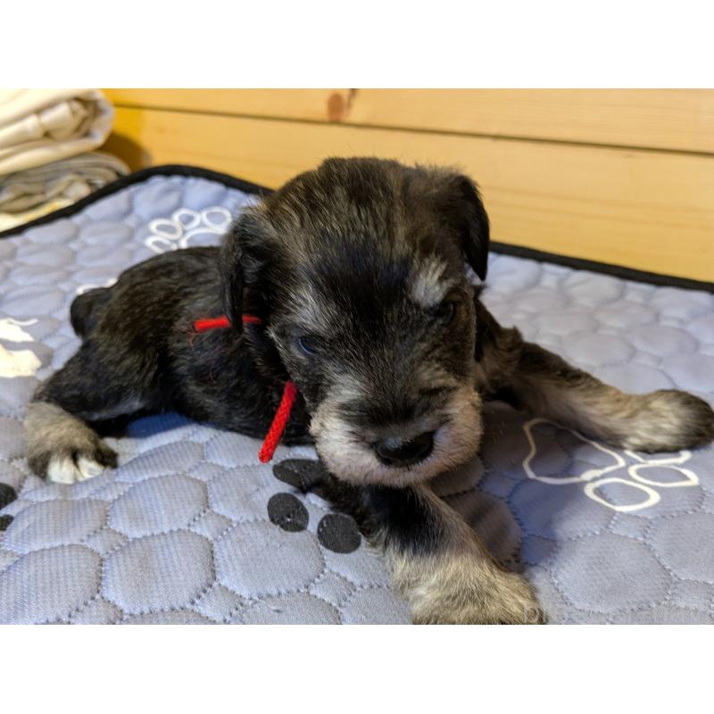 販売中の茨城県のミニチュアシュナウザー-432697の4枚目