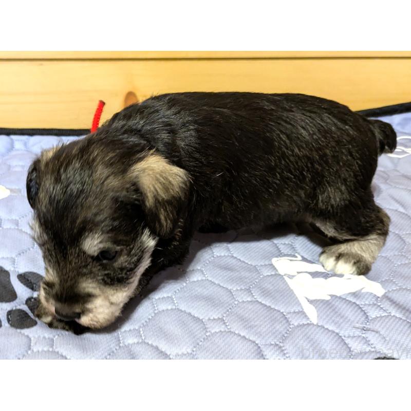 販売中の茨城県のミニチュアシュナウザー-432697の3枚目