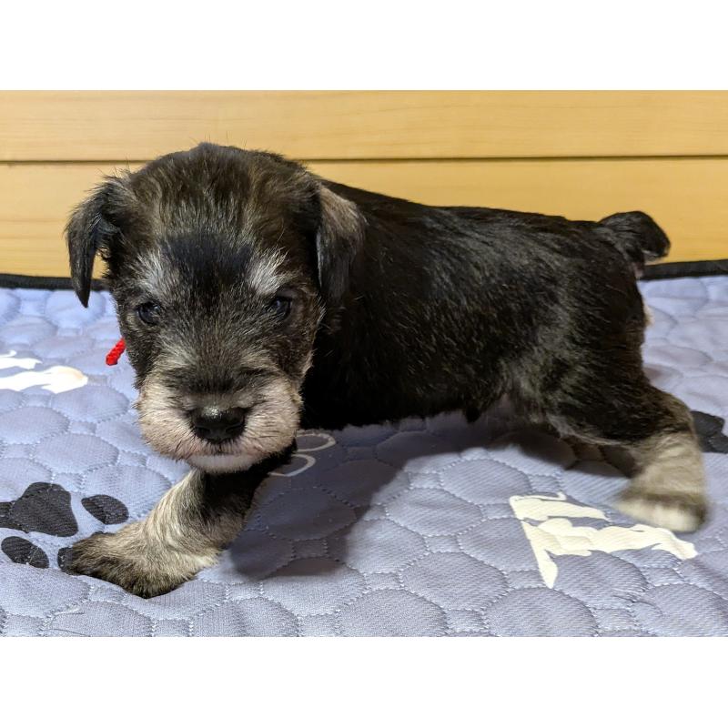 販売中の茨城県のミニチュアシュナウザー-432697の2枚目