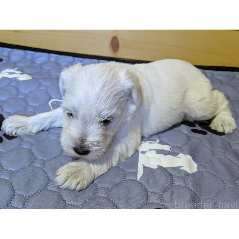 販売中の茨城県のミニチュアシュナウザー-432698の6枚目