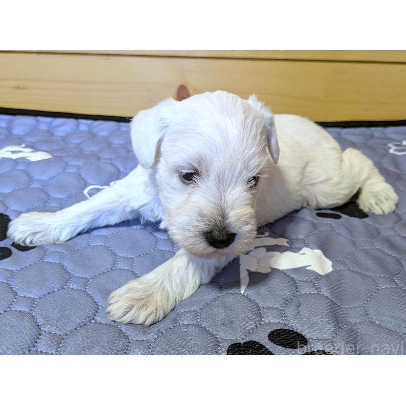 販売中の茨城県のミニチュアシュナウザー-432698の5枚目