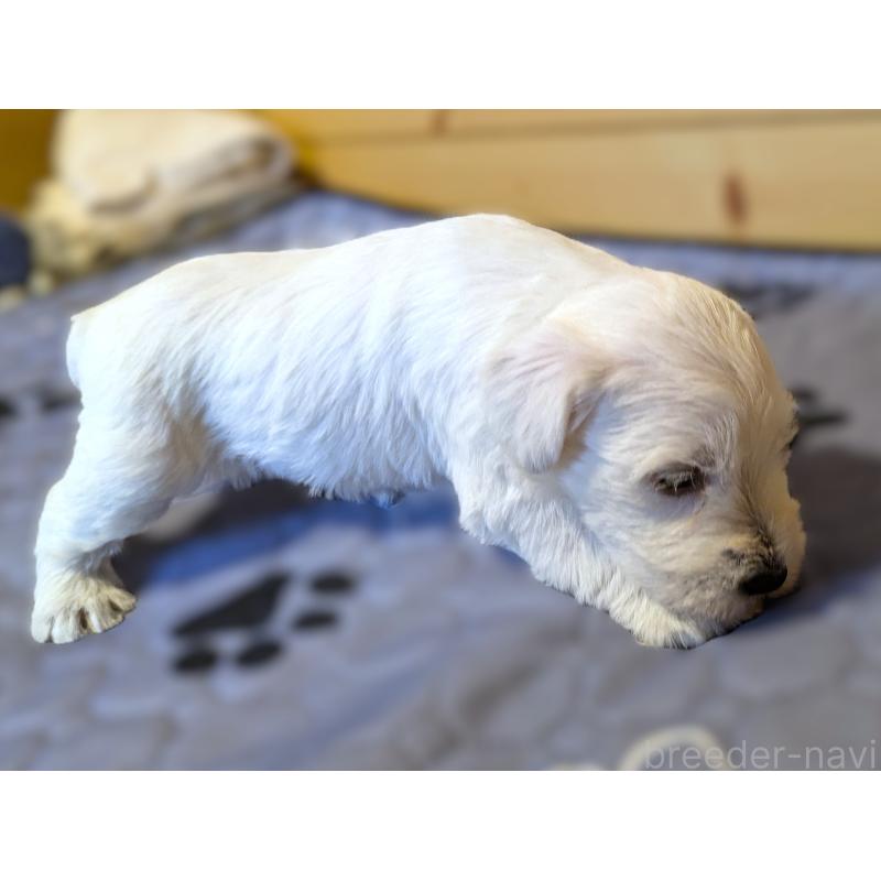 販売中の茨城県のミニチュアシュナウザー-432698の4枚目