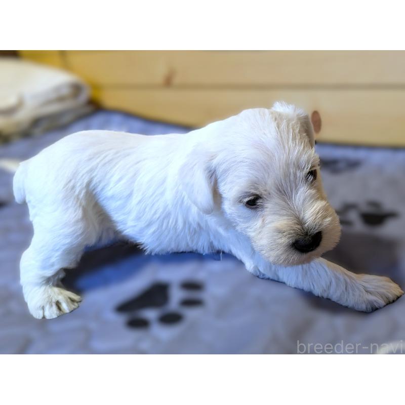 販売中の茨城県のミニチュアシュナウザー-432698の3枚目