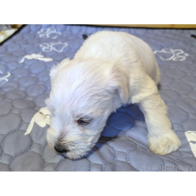 販売中の茨城県のミニチュアシュナウザー-432698の2枚目