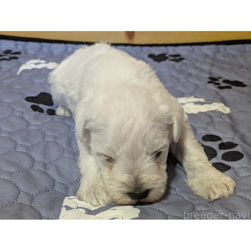 販売中の茨城県のミニチュアシュナウザー-432700の6枚目