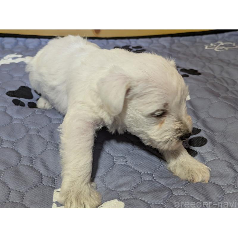 販売中の茨城県のミニチュアシュナウザー-432700の5枚目