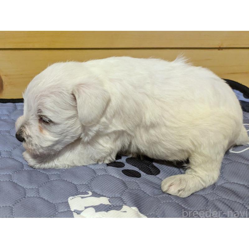 販売中の茨城県のミニチュアシュナウザー-432700の4枚目