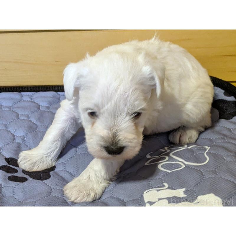 販売中の茨城県のミニチュアシュナウザー-432700の3枚目