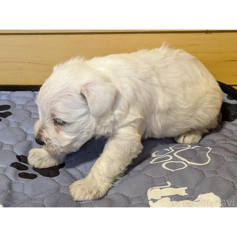 販売中の茨城県のミニチュアシュナウザー-432700の2枚目