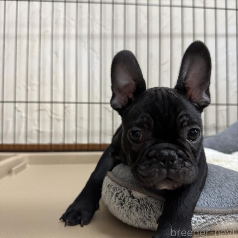 販売中の兵庫県のフレンチブルドッグ-426937の5枚目