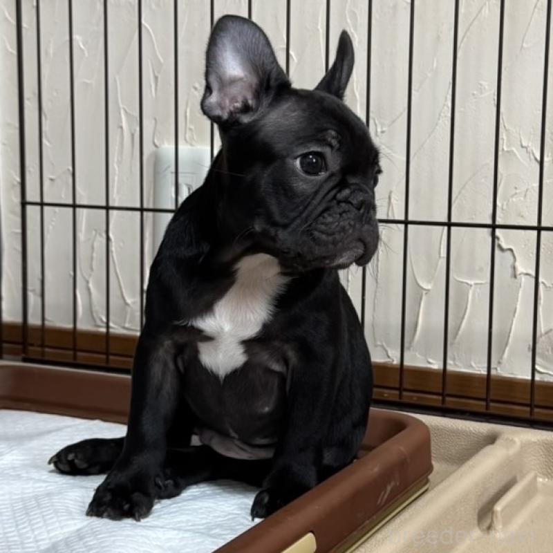 販売中の兵庫県のフレンチブルドッグ-426937の4枚目