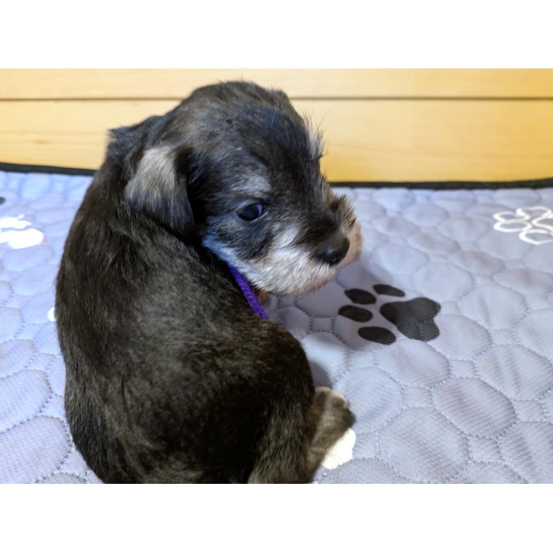 販売中の茨城県のミニチュアシュナウザー-432701の6枚目