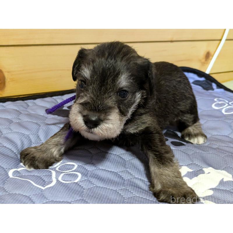 販売中の茨城県のミニチュアシュナウザー-432701の5枚目