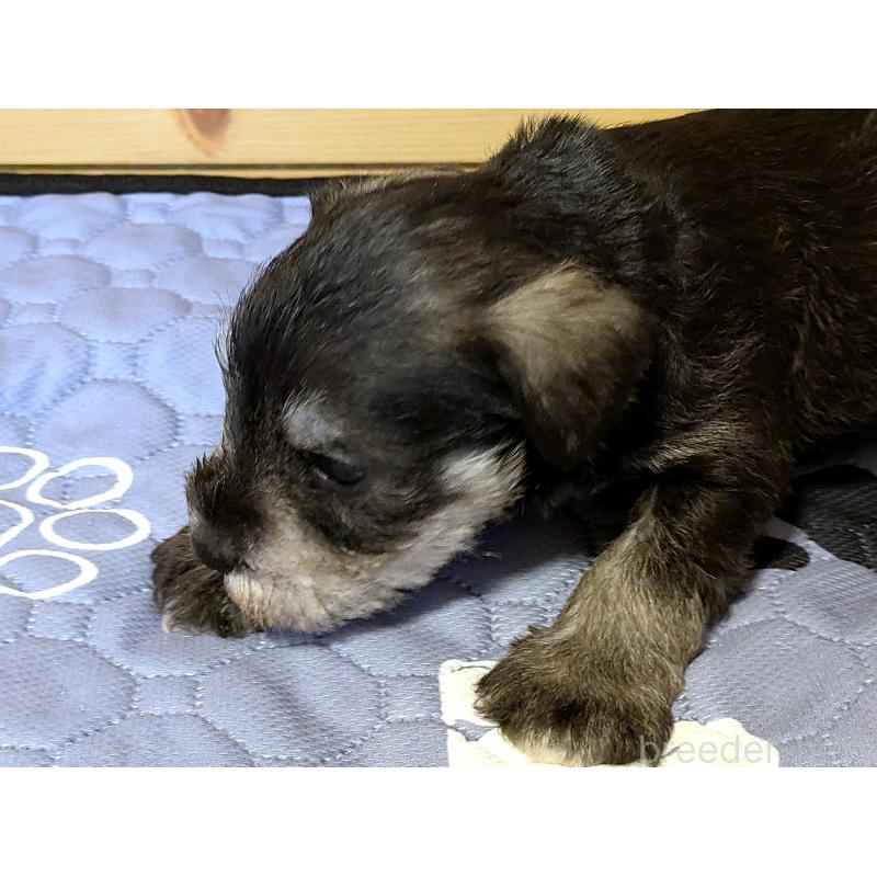 販売中の茨城県のミニチュアシュナウザー-432701の3枚目