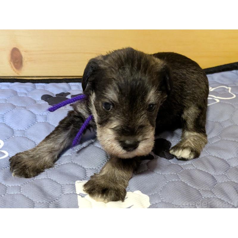 販売中の茨城県のミニチュアシュナウザー-432701の2枚目