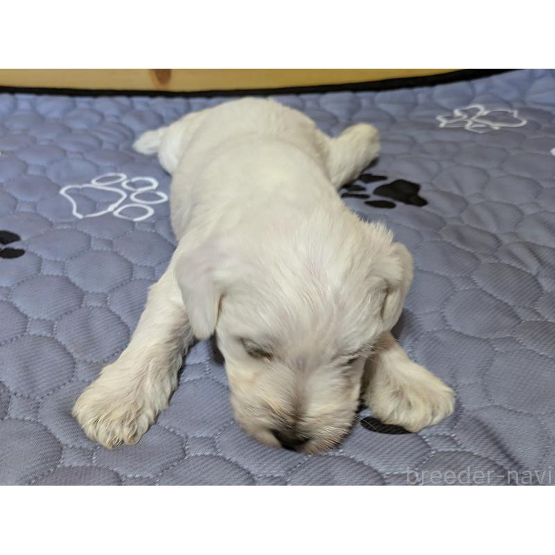 販売中の茨城県のミニチュアシュナウザー-432702の6枚目