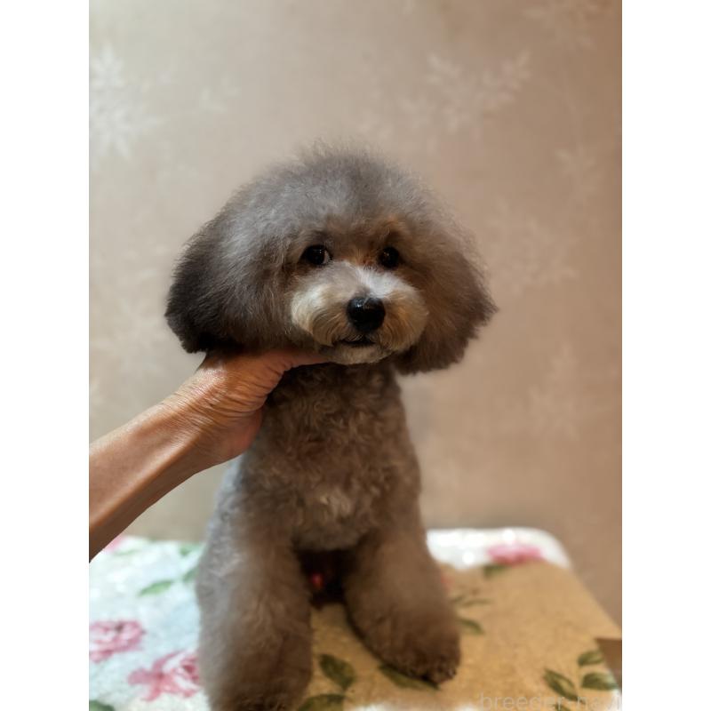 販売中の宮崎県のティーカッププードル-424531の5枚目