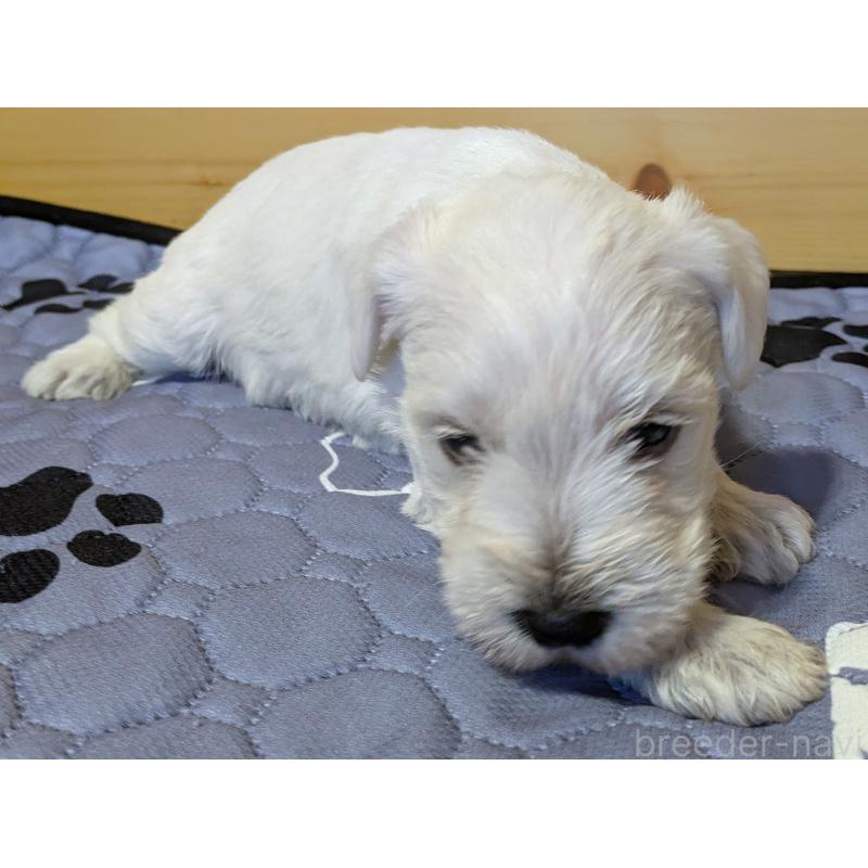 販売中の茨城県のミニチュアシュナウザー-432702の4枚目