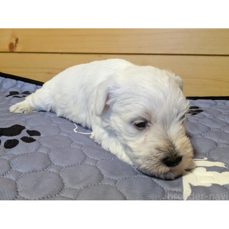 販売中の茨城県のミニチュアシュナウザー-432702の3枚目