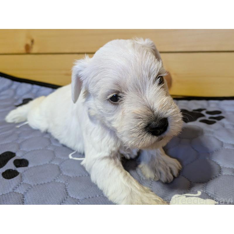 販売中の茨城県のミニチュアシュナウザー-432702の2枚目