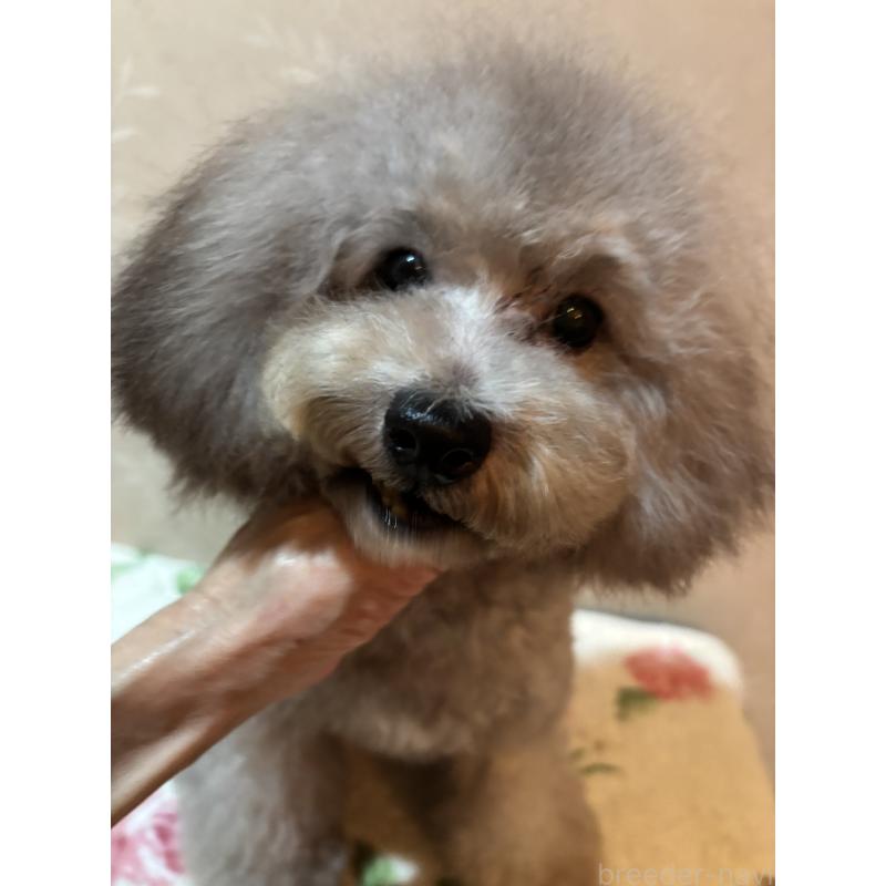 販売中の宮崎県のティーカッププードル-424531の3枚目