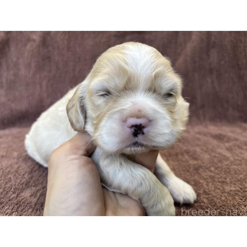 販売中の茨城県のコッカプー:アメリカンコッカースパニエル×トイプードル-432705の17枚目