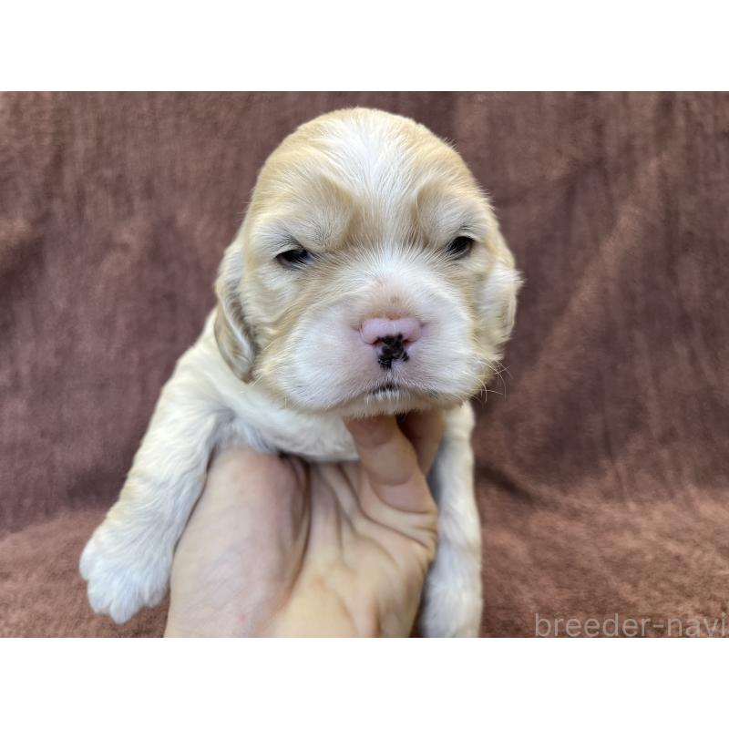 販売中の茨城県のコッカプー:アメリカンコッカースパニエル×トイプードル-432705の16枚目