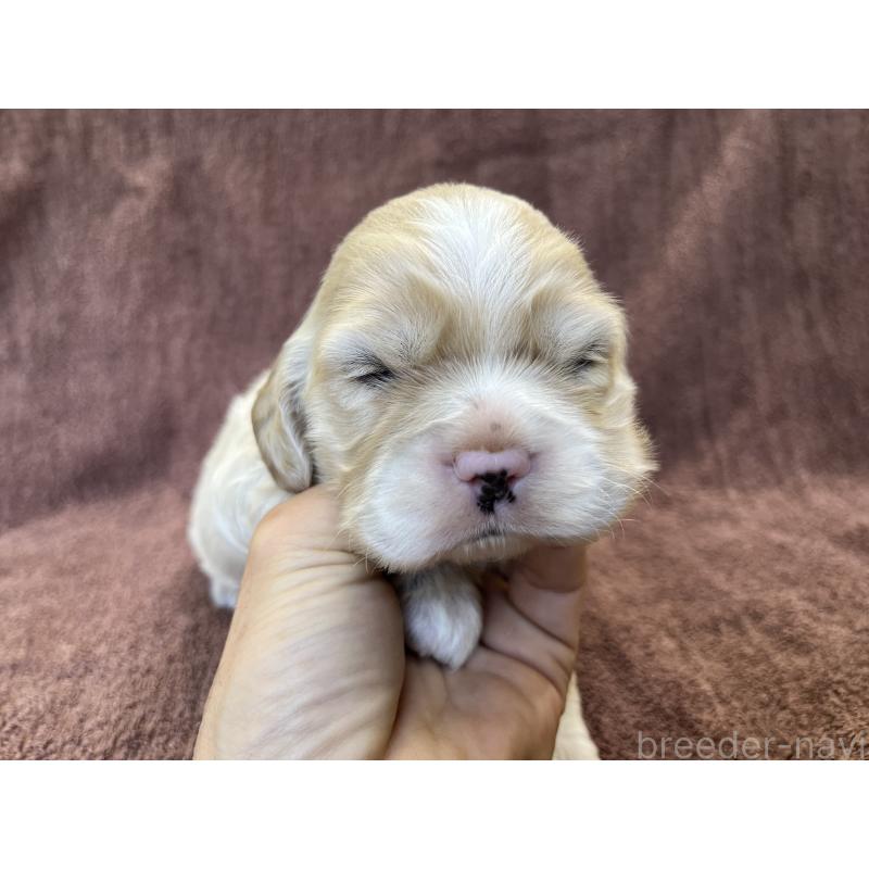 販売中の茨城県のコッカプー:アメリカンコッカースパニエル×トイプードル-432705の14枚目