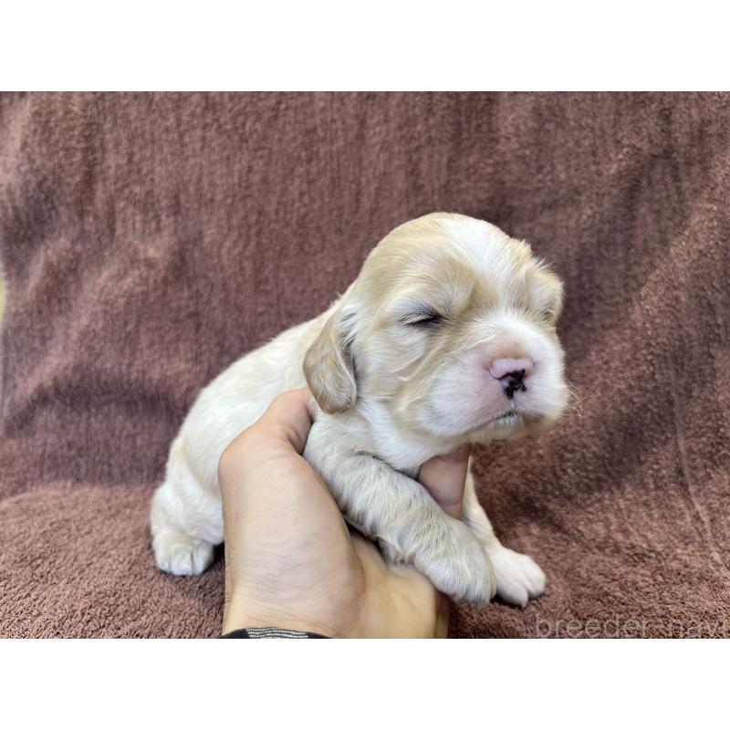 販売中の茨城県のコッカプー:アメリカンコッカースパニエル×トイプードル-432705の13枚目