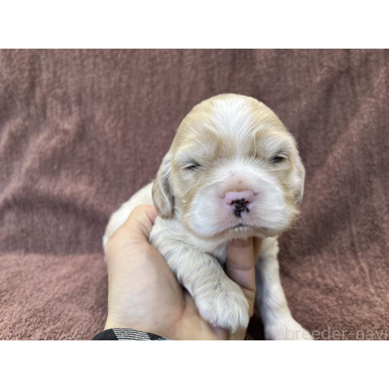 販売中の茨城県のコッカプー:アメリカンコッカースパニエル×トイプードル-432705の12枚目