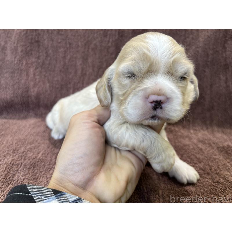 販売中の茨城県のコッカプー:アメリカンコッカースパニエル×トイプードル-432705の11枚目