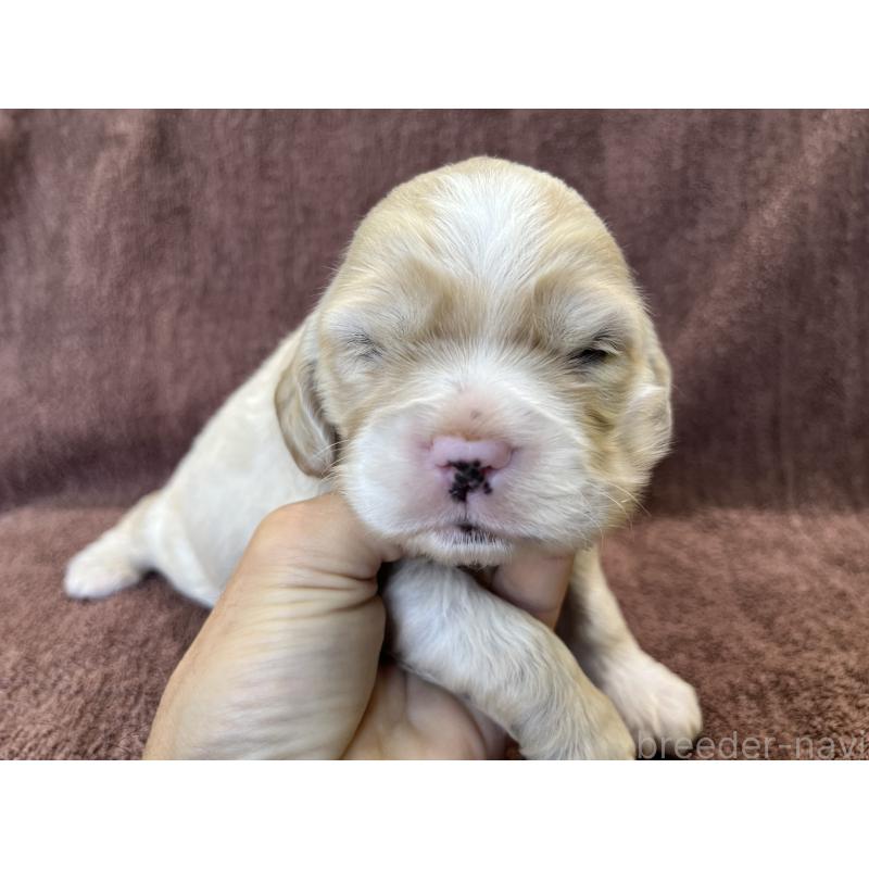 販売中の茨城県のコッカプー:アメリカンコッカースパニエル×トイプードル-432705の10枚目