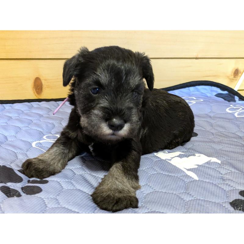 販売中の茨城県のミニチュアシュナウザー-432704の7枚目