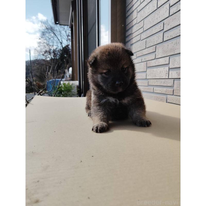 販売中の茨城県の柴犬-432706の4枚目