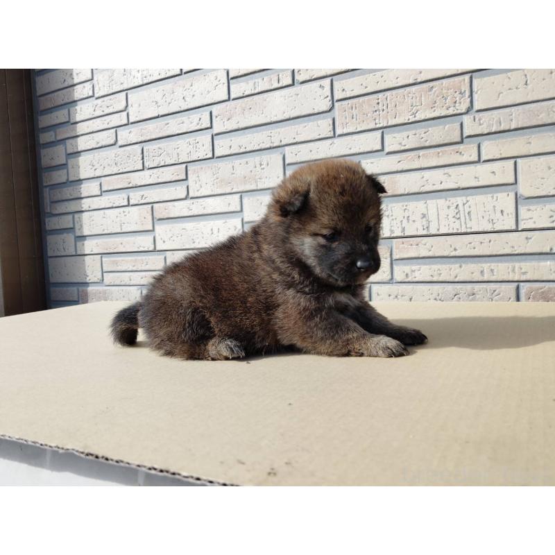 販売中の茨城県の柴犬-432706の3枚目