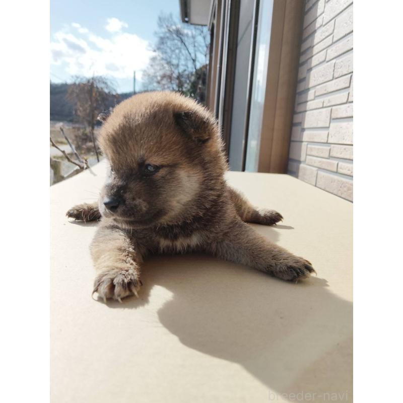 販売中の茨城県の柴犬-432706の2枚目
