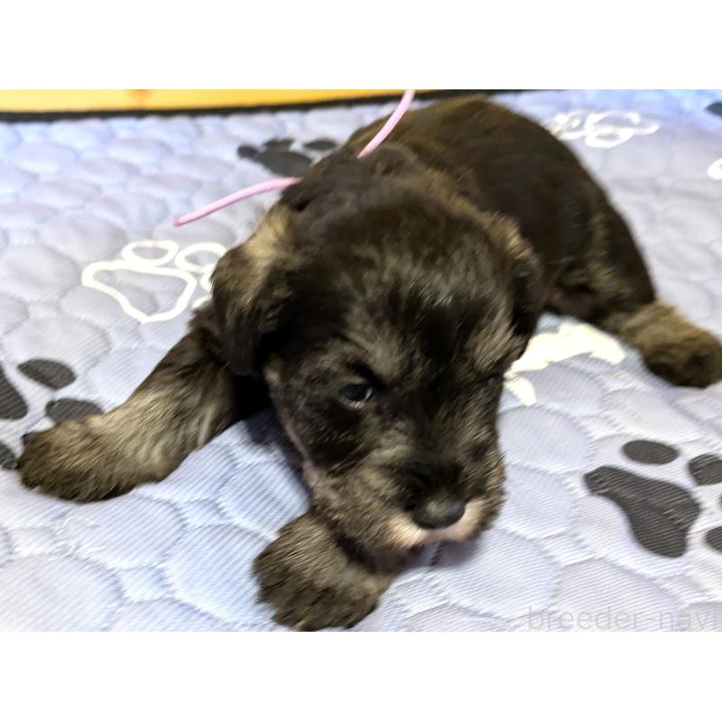 販売中の茨城県のミニチュアシュナウザー-432704の5枚目