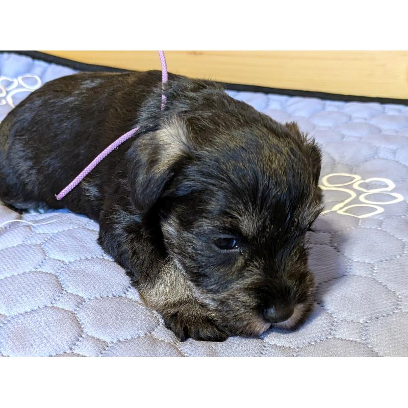 販売中の茨城県のミニチュアシュナウザー-432704の4枚目