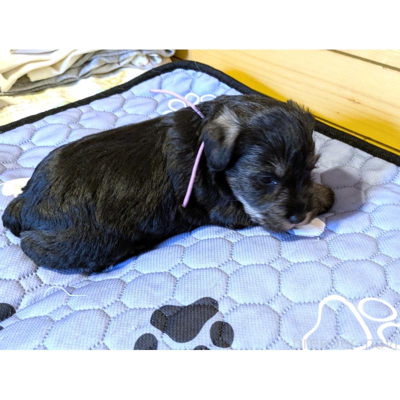 販売中の茨城県のミニチュアシュナウザー-432704の3枚目