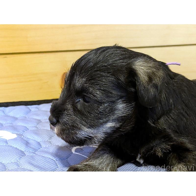 販売中の茨城県のミニチュアシュナウザー-432704の2枚目