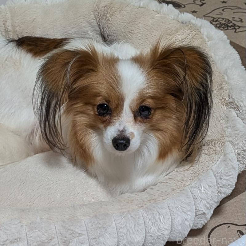 成約済の埼玉県のパピヨン-431618の2枚目