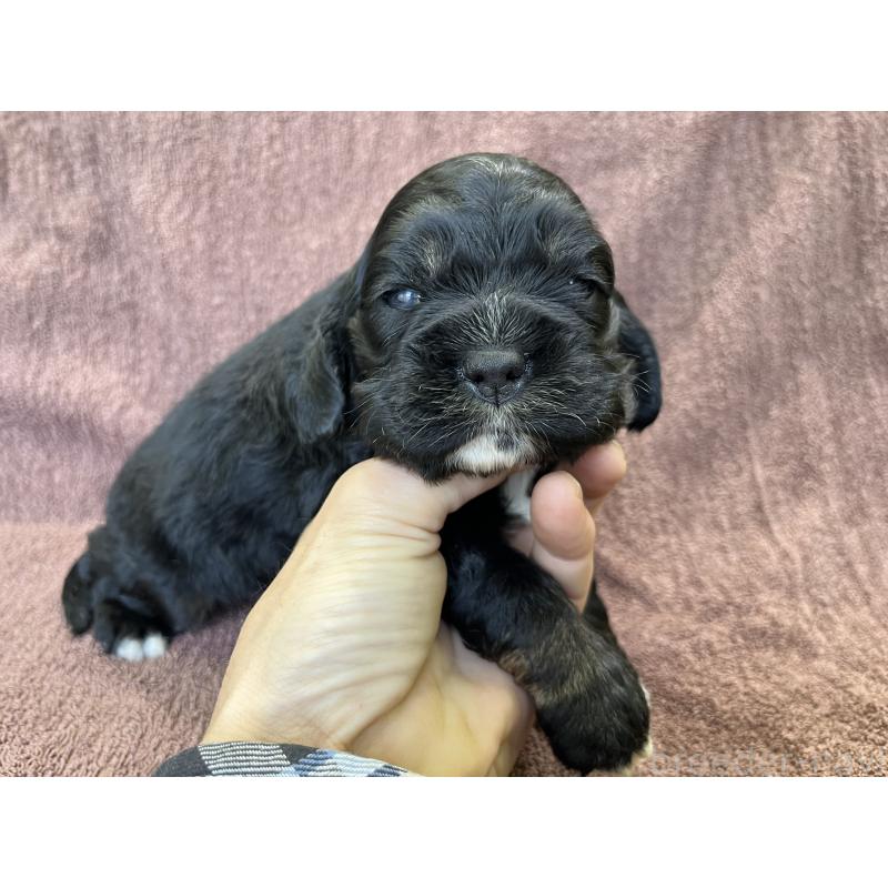 販売中の茨城県のコッカプー:アメリカンコッカースパニエル×トイプードル-432709の15枚目