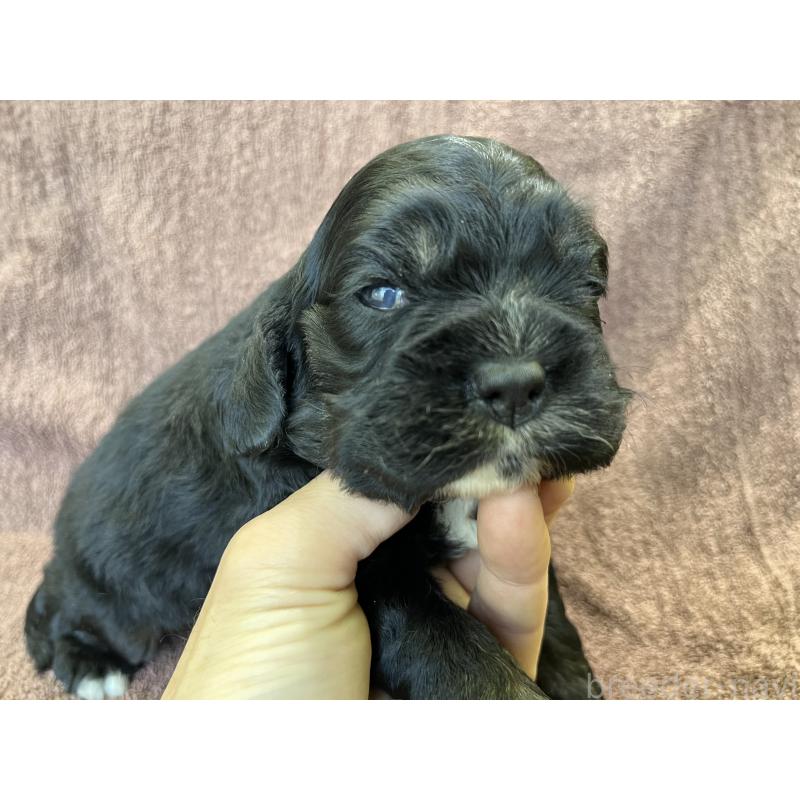 販売中の茨城県のコッカプー:アメリカンコッカースパニエル×トイプードル-432709の14枚目