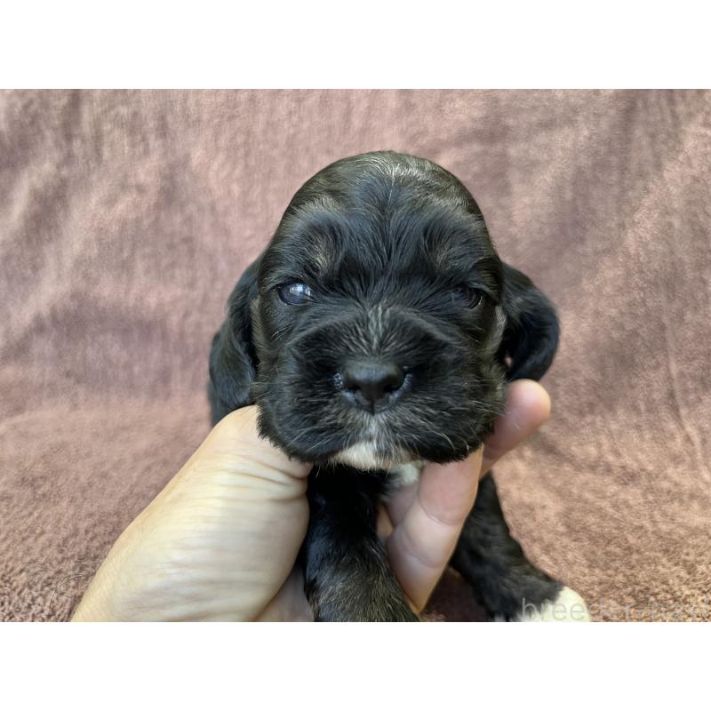 販売中の茨城県のコッカプー:アメリカンコッカースパニエル×トイプードル-432709の13枚目