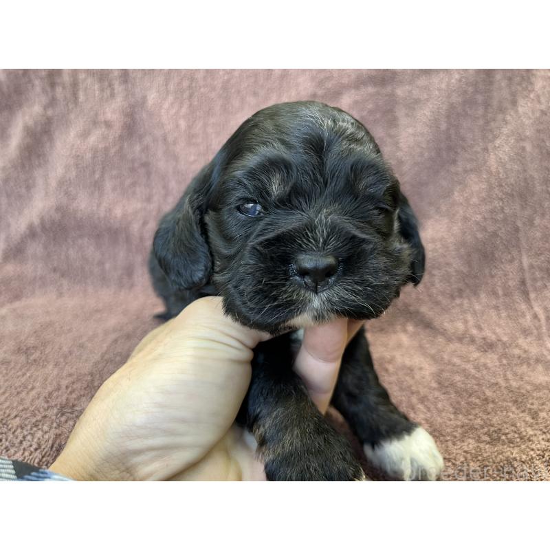 販売中の茨城県のコッカプー:アメリカンコッカースパニエル×トイプードル-432709の12枚目