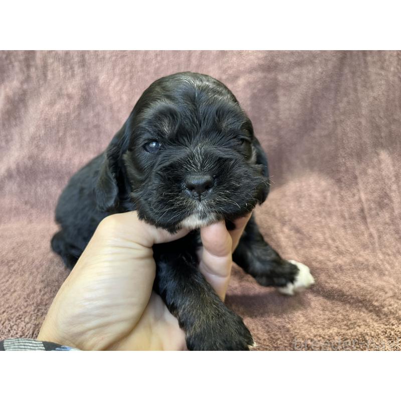 販売中の茨城県のコッカプー:アメリカンコッカースパニエル×トイプードル-432709の11枚目