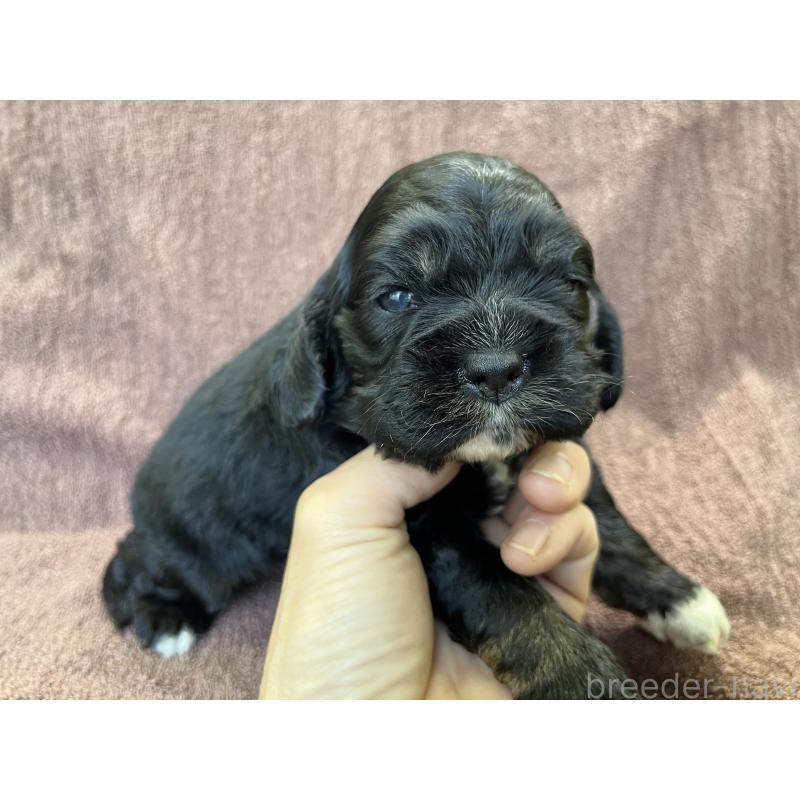 販売中の茨城県のコッカプー:アメリカンコッカースパニエル×トイプードル-432709の10枚目