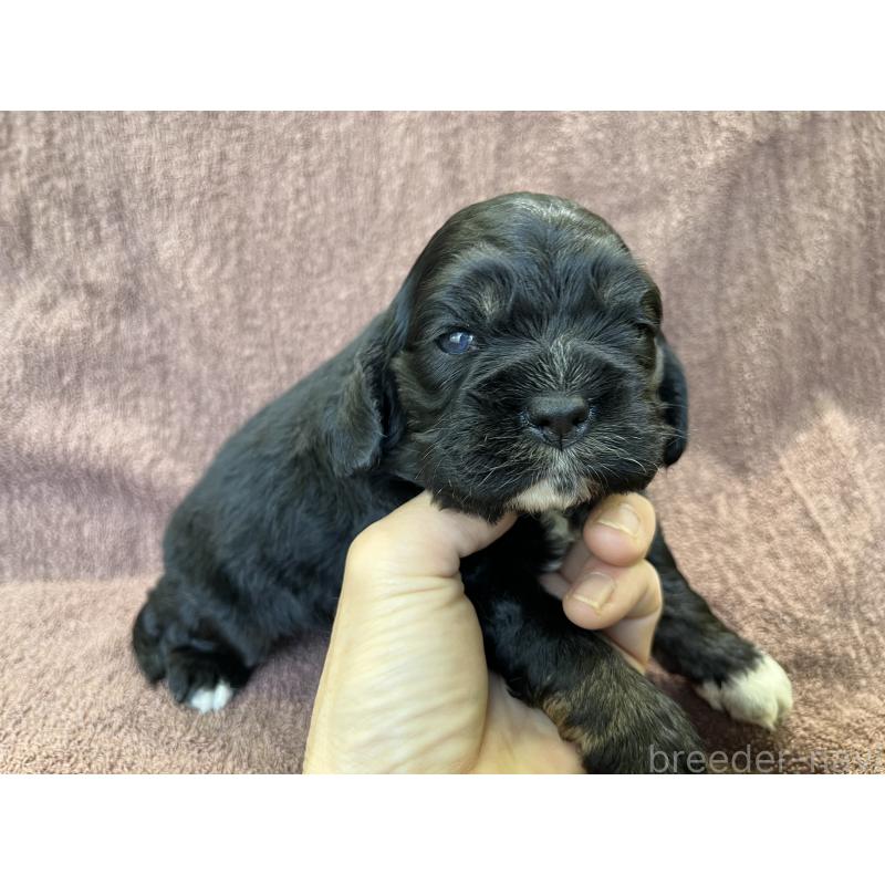 販売中の茨城県のコッカプー:アメリカンコッカースパニエル×トイプードル-432709の9枚目